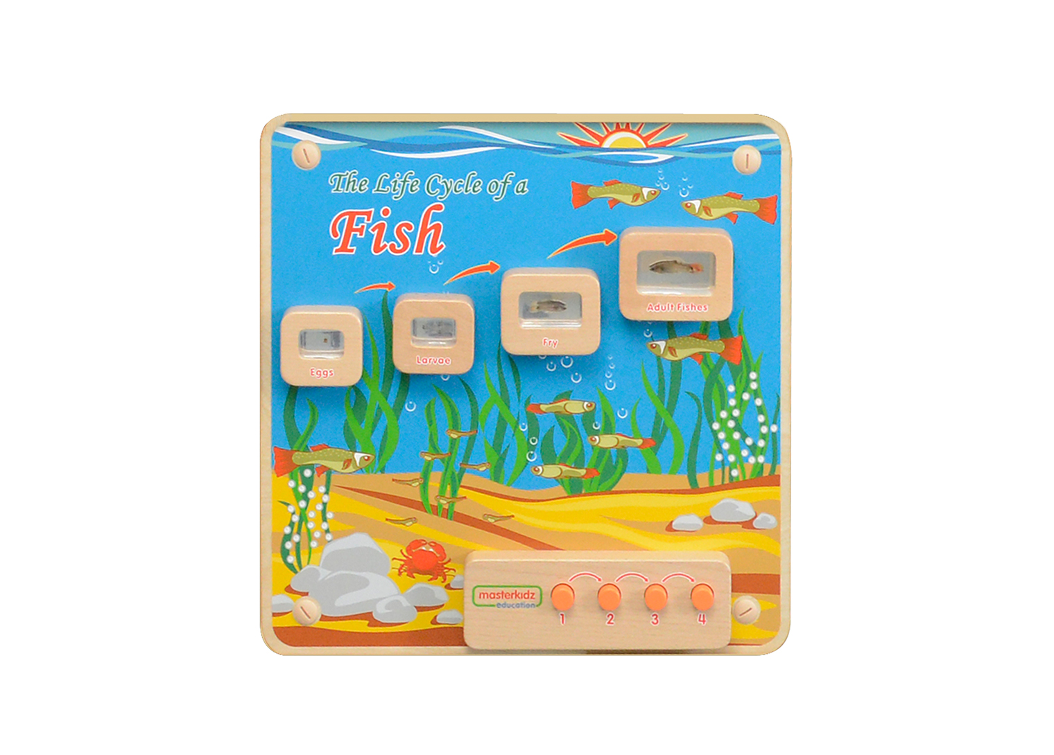 Light-Up Fish Life Cycle Stages Panel